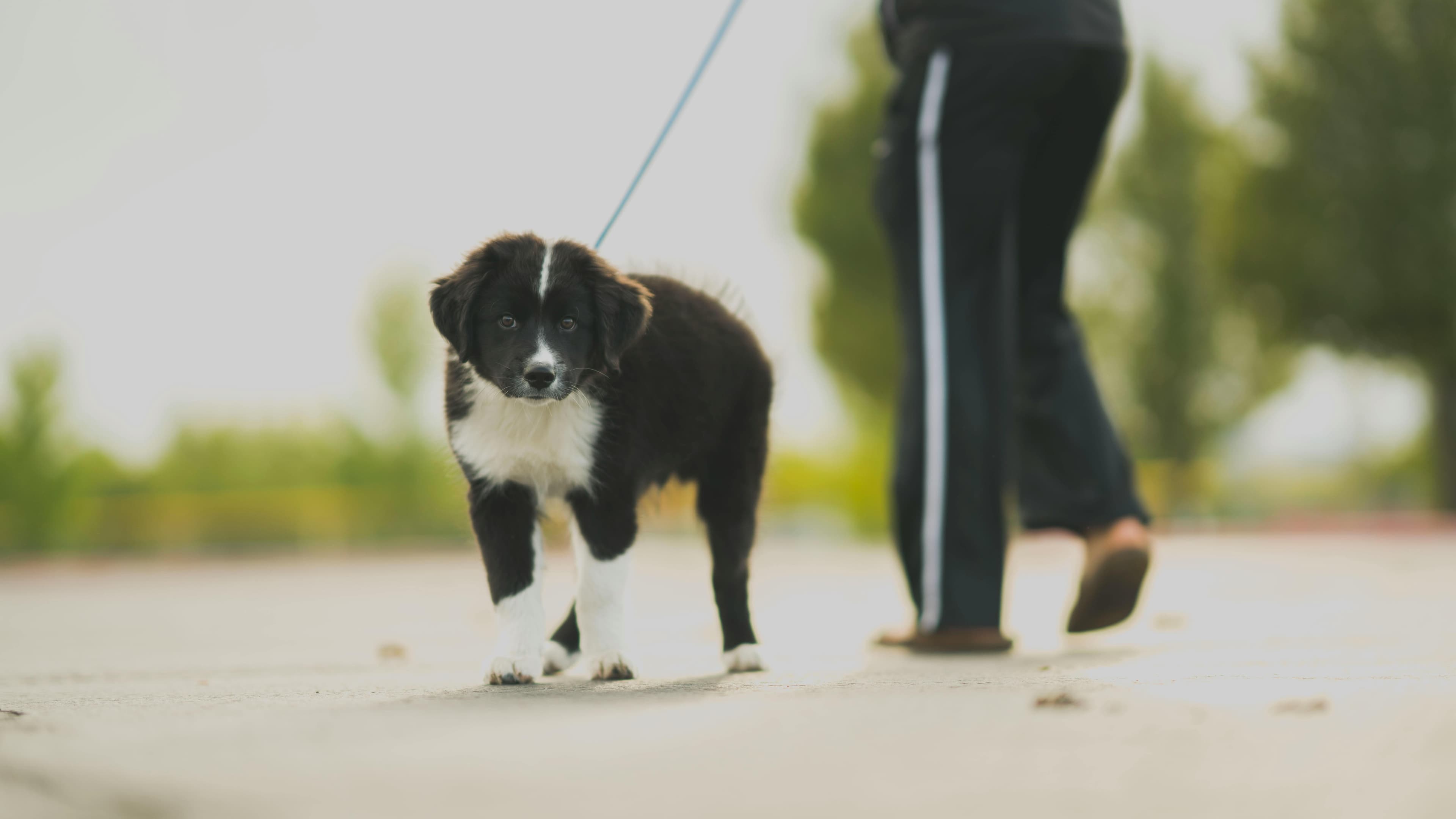 Personalized dog walking services that prioritize your pet's well-being, offering individualized attention and expert care to keep your furry companion happy and healthy.